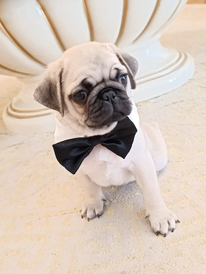 Mops Welpen 