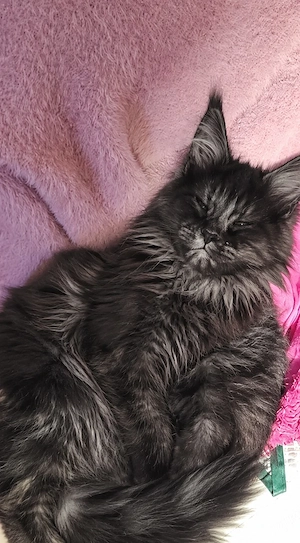 maincoon Kater