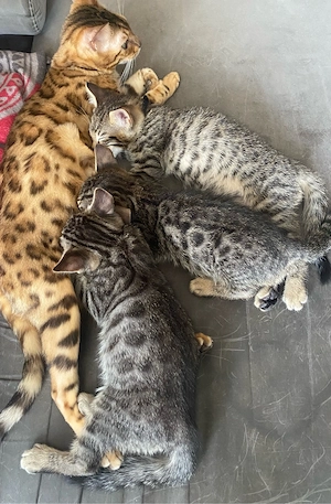 Mix Katerchen zu verkaufen 