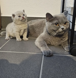 Britisch-kitten