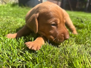 Vizsla Welpen mit FCI-Ahnentafel   nur noch Rüden frei!