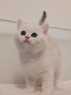 Der letzte  BKH Kater Sonderpreis 