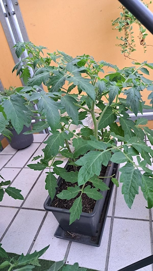 Kräftige Salat-Tomatenpflanzen 50cm  startklar für das Beet!