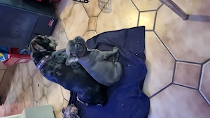 Kleine blaue Maus sucht zuhause 