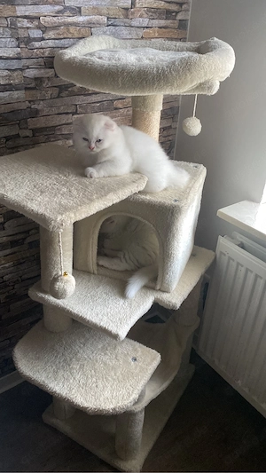 2 süße Kitten zu verkaufen