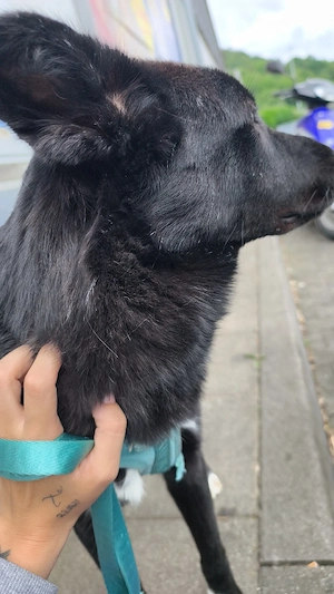 Schäferhundmischling 