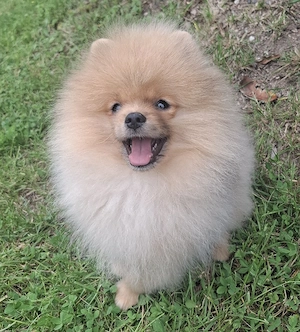 Zwergspitz Pomeranian Welpe
