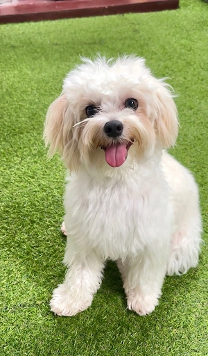    Entzückender Maltipoo-Welpe bereit für ein liebevolles Zuhause