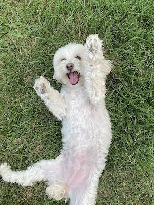    Entzückender Maltipoo-Welpe bereit für ein liebevolles Zuhause  