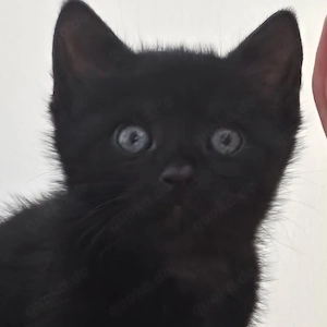 Kater sucht neues Zuhause 