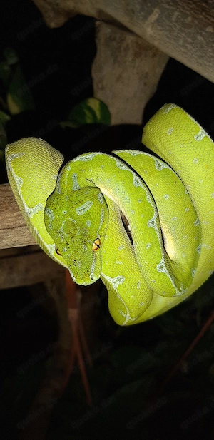Gebe morelia viridis ab