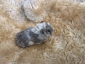 Meerschweinchen Böckchen Jungtier 
