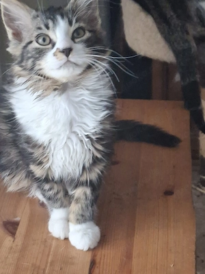 Baby Kätzchen 