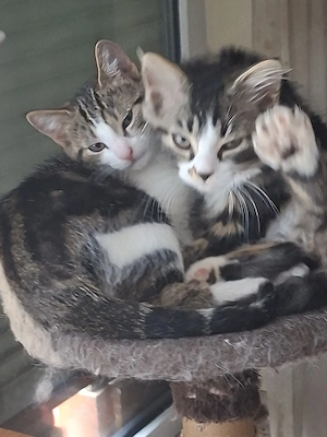 Baby Kätzchen 