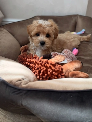    Entzückender Maltipoo-Welpe - Winzig, Teddybär-Gesicht & Bereit für ein liebevolles Zuhause!