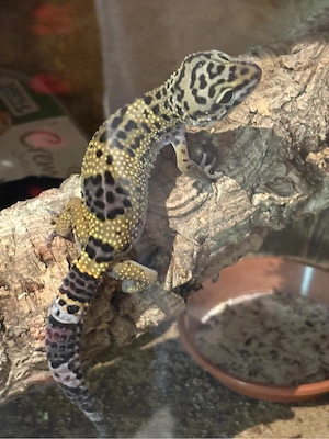 Leopardgecko Männchen