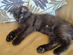 Kleiner Kater Maine Coon Mix abzugeben.