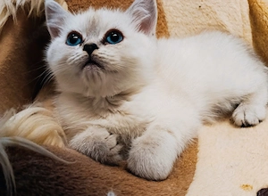 Edelmix Perser-BKH Kater sind flügge geworden