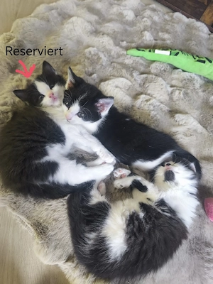 Main Coon Mix Kitten Langhaar Kurzhaar Pocking  