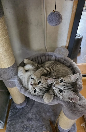 2 BKH Mix Kater suchen neues Zuhause