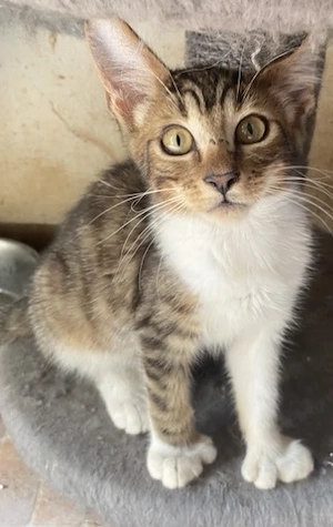 Maine Coon Mix Katerle selten polydaktyl