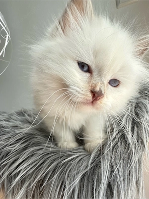 Heilige Birma Kitten mit STAMMBAUM