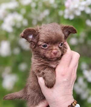 Süße Chihuahua Mädchen