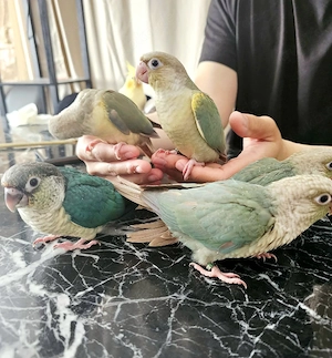 Grünwangen-Rotschwanzsittiche, Molinasittich, Pyrrhura molinae, Sittich, Papagei, Handaufzucht