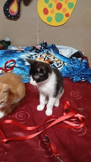 katezn Kitten Babykatze