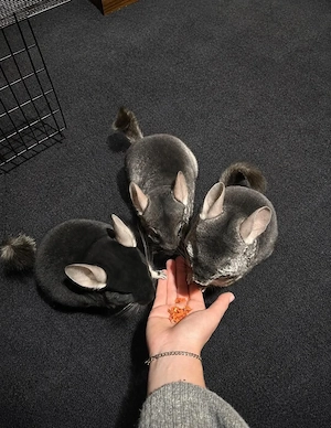 Fame, Leslie und Sally aus 56477 Rennerod suchen Zuhause - Chinchilla Notfallvermittlungshilfe 