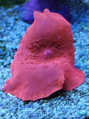 Meerwasser- Korallenableger Zoanthus, Sinularia Neon Green, Scheibenanemonen