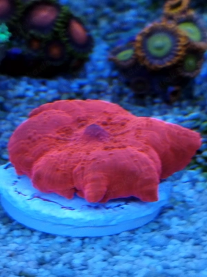 Meerwasser- Korallenableger Zoanthus, Sinularia Neon Green, Scheibenanemonen
