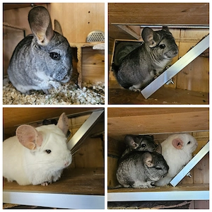 Pina, Tequila und Captain Morgan aus 84453 Mühldorf suchen Zuhause - Chinchilla Notfallvermittlung