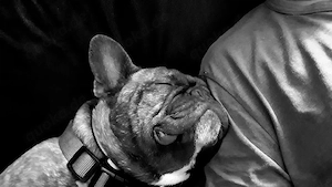 Französische Bulldogge 