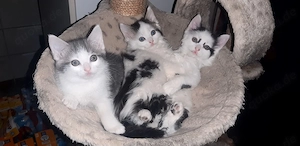 1 MaineCoon-Mix-Mädchen, 13 Wochen, weiß mit schwarzen Abzeichen, möchte neues "Aktionsgelände" 
