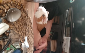 Meerschweinchen Kastraten Gesucht 
