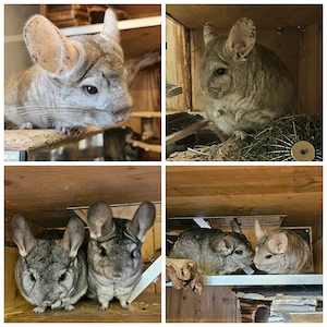 Colada, Mochito, Bailys und Bacardi aus 84453 Mühldorf suchen Zuhause -Chinchilla Notfallvermittlung