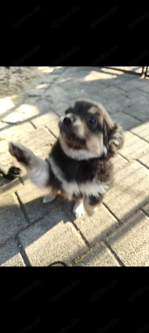 Chihuahua Welpen 