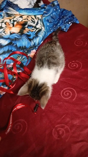 Babykatze Katzen Kitten