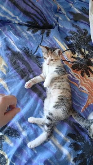 Katze Baby Kitte