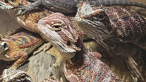 Half red Monster half extreme red in Hypo und het Hypo mit und ohne Blue Tiger