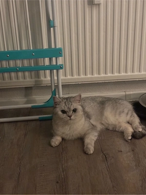 Deckkater gesucht 
