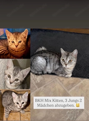 baby katzen 