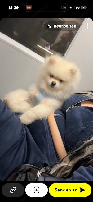 Pomeranian sucht sein Zuhause