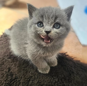 BKH Kitten