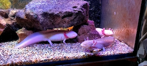 Zuchtgruppe Axolotl A.mexicanum