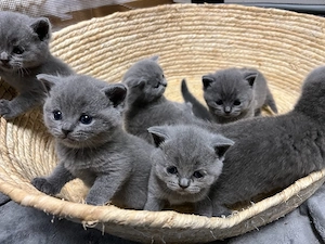 Zuckersüße BKH Kitten suchen ein liebevolles Zuhause!
