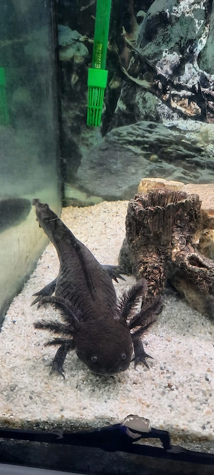 Axolotl zum abgeben 