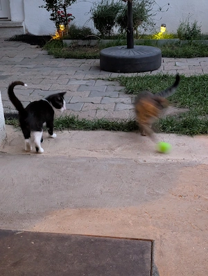 2 Kleine liebesvolle Katze such neue Eigentümer 