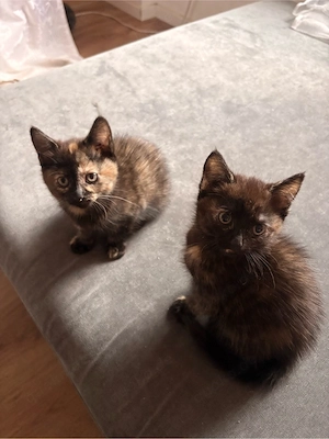 Katzenbabys Maine Coon mix 
